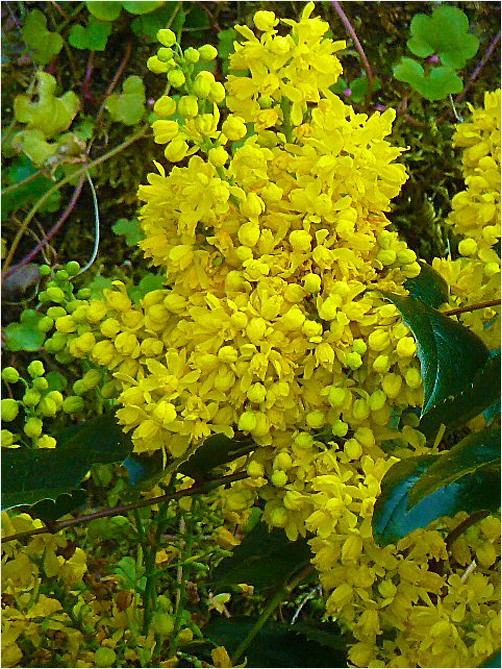 Blooming tree 5
